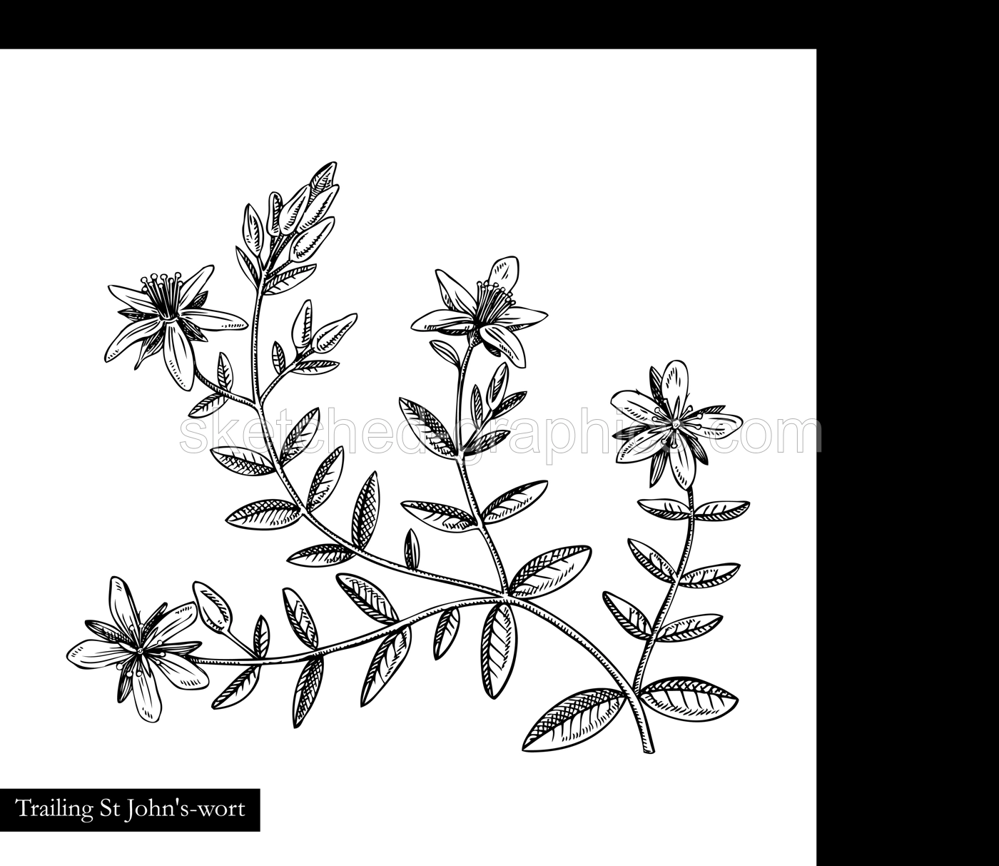 Trailing St John's-wort vector illustration. Hand drawn summer flower sketch isolated on white background. Herbs, meadows or woodlands flowering plant drawing. Floral design element in engraved style Illustration